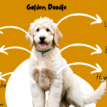 Sunshine on Four Paws: Your Guide to Goldendoodle Puppies