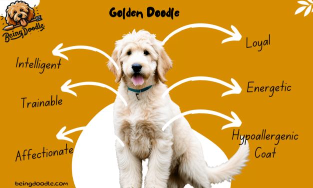 Sunshine on Four Paws: Your Guide to Goldendoodle Puppies