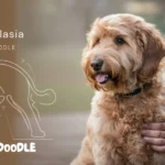 Goldendoodle Hip Dysplasia: 7 Crucial Facts Every Owner Must Know