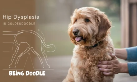 Goldendoodle Hip Dysplasia: 7 Crucial Facts Every Owner Must Know