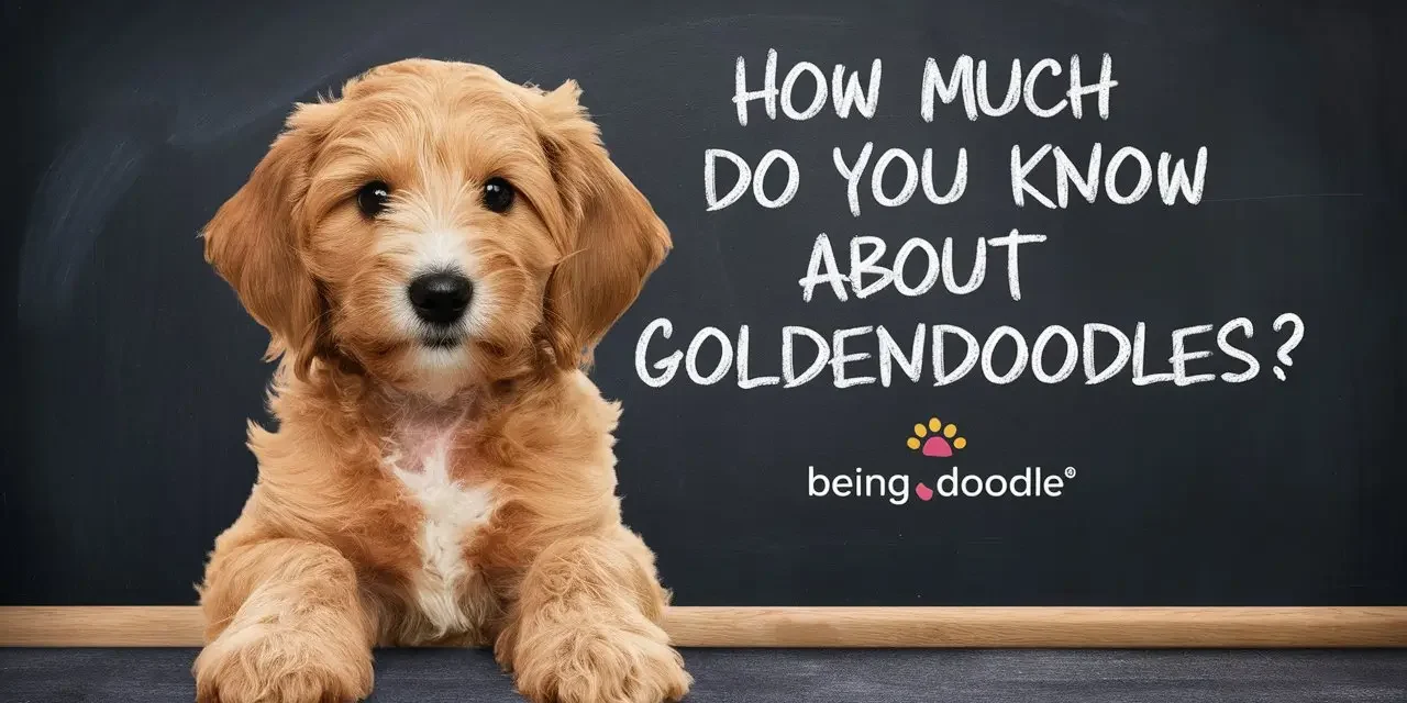 Goldendoodle Quiz, Test Your Knowledge! EP1
