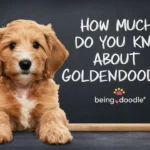 Goldendoodle Quiz, Test Your Knowledge! EP1