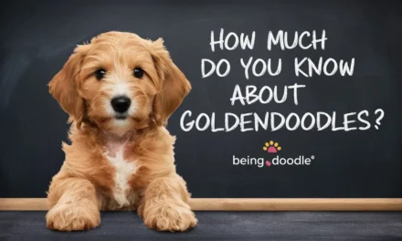 Goldendoodle Quiz, Test Your Knowledge! EP1