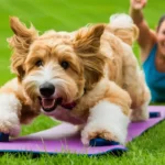 Keeping Your Goldendoodle Fit and Active: Exercise Tips and Recommendations